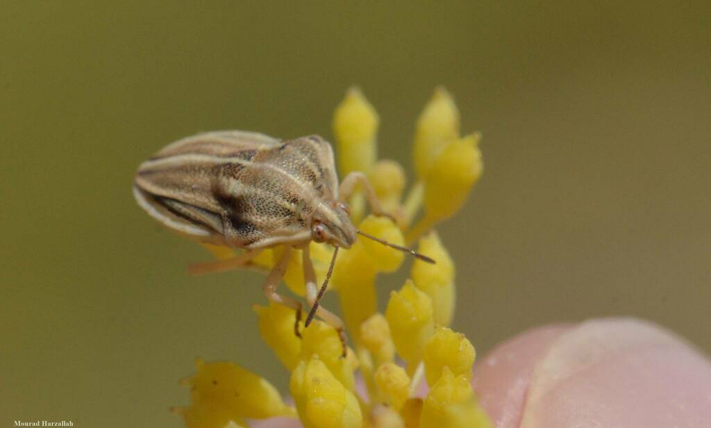 Tholagmus strigatus