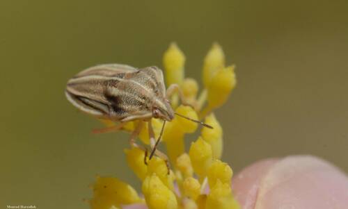 Tholagmus strigatus