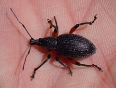 Otiorhynchus cardiniger