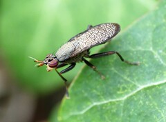 Coremacera marginata