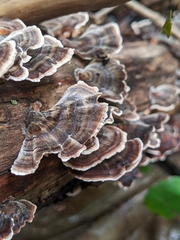 Trametes versicolor image