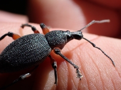 Otiorhynchus cardiniger