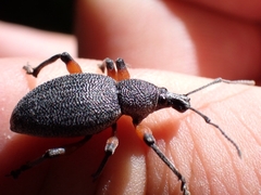 Otiorhynchus cardiniger