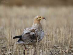 Neophron percnopterus