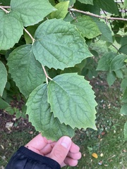 Philadelphus coronarius