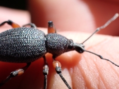 Otiorhynchus cardiniger