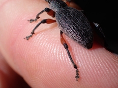 Otiorhynchus cardiniger