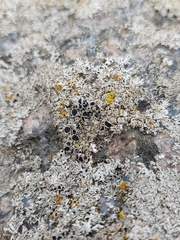 Physcia caesia