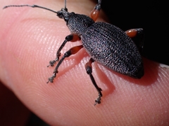 Otiorhynchus cardiniger