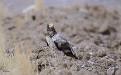 Neophron percnopterus