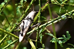 Schistocerca rubiginosa