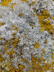 Physcia caesia