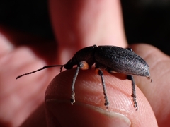 Otiorhynchus cardiniger
