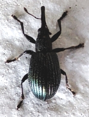 Apioninae