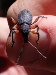 Otiorhynchus cardiniger