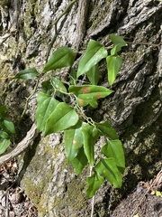Smilax bona-nox