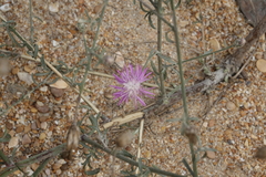 Centaurea arenaria