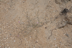 Centaurea arenaria