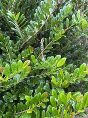 Cyclosa octotuberculata