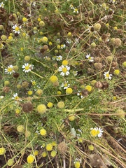 Anthemis cotula