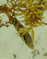 Seriola dumerili