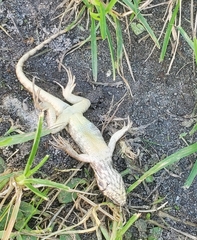 Leiocephalus carinatus