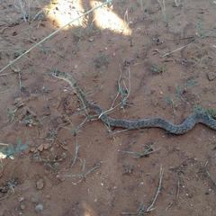 Masticophis flagellum testaceus