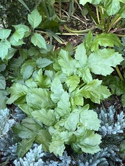 Angelica triquinata