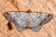Macaria bisignata
