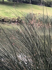 Schoenoplectus lacustris