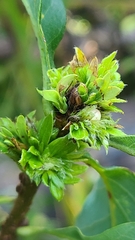 Andricus quercusfrondosus