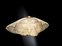 Nothomiza oxygoniodes