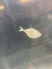 Chloroscombrus chrysurus