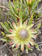 Protea scolymocephala