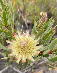 Protea scolymocephala