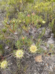 Protea scolymocephala