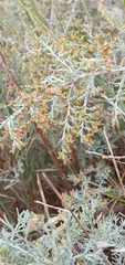 Artemisia maritima