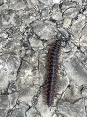 Pseudopolydesmus