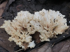 Sparassis spathulata