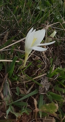 Crocus vallicola