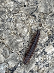 Pseudopolydesmus