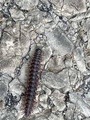Pseudopolydesmus