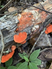 Trametes cinnabarina