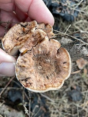 Hydnellum aurantiacum