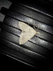 Diplopseustis perieresalis