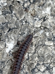 Pseudopolydesmus