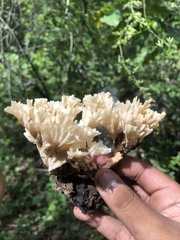 Sparassis spathulata