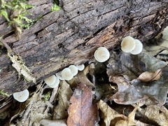 Mycena galericulata