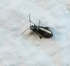 Phyllotreta