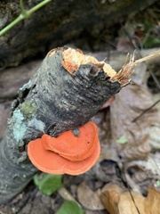 Trametes cinnabarina